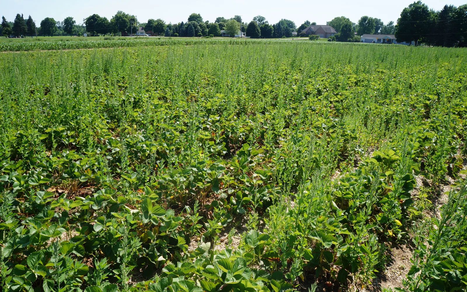 Rows of strawberry plants in an agricultural field representing California's productive farming landscape