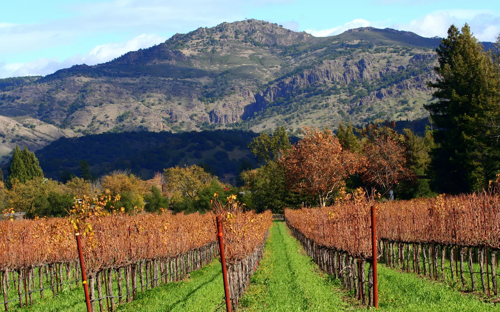 Autumn vineyard landscape with rolling hills and grapevines, showing California's wine country terrain